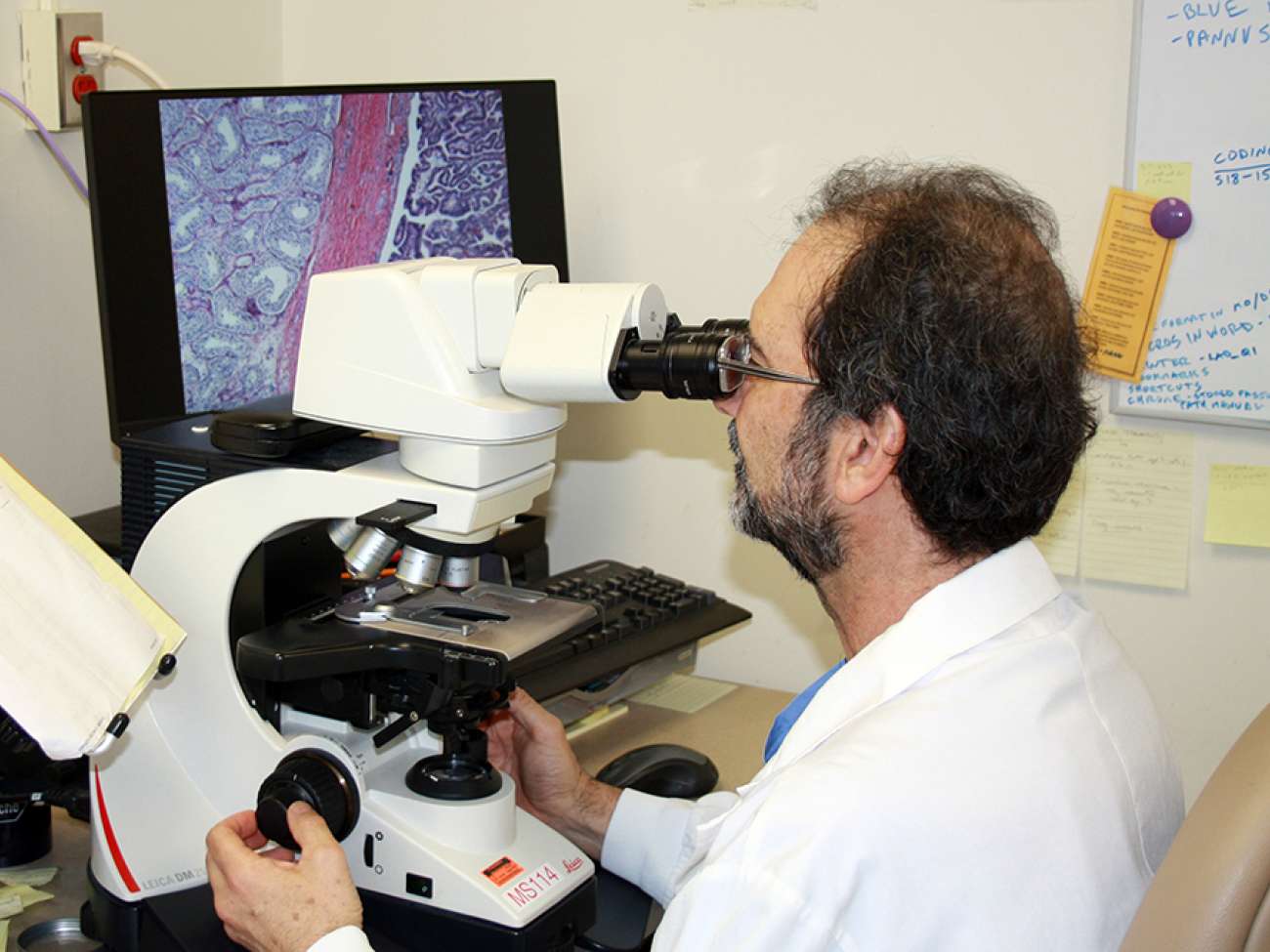 Dr Adrian Batten examines pathology slides under a microscope