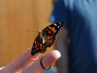 A patient's butterfly getting ready to take flightthumbnail image.