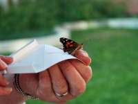 GRH held combined butterfly releases at its Freeport and KW campuses.thumbnail image.