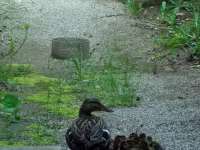 The family of ducks deep in a window wellthumbnail image.