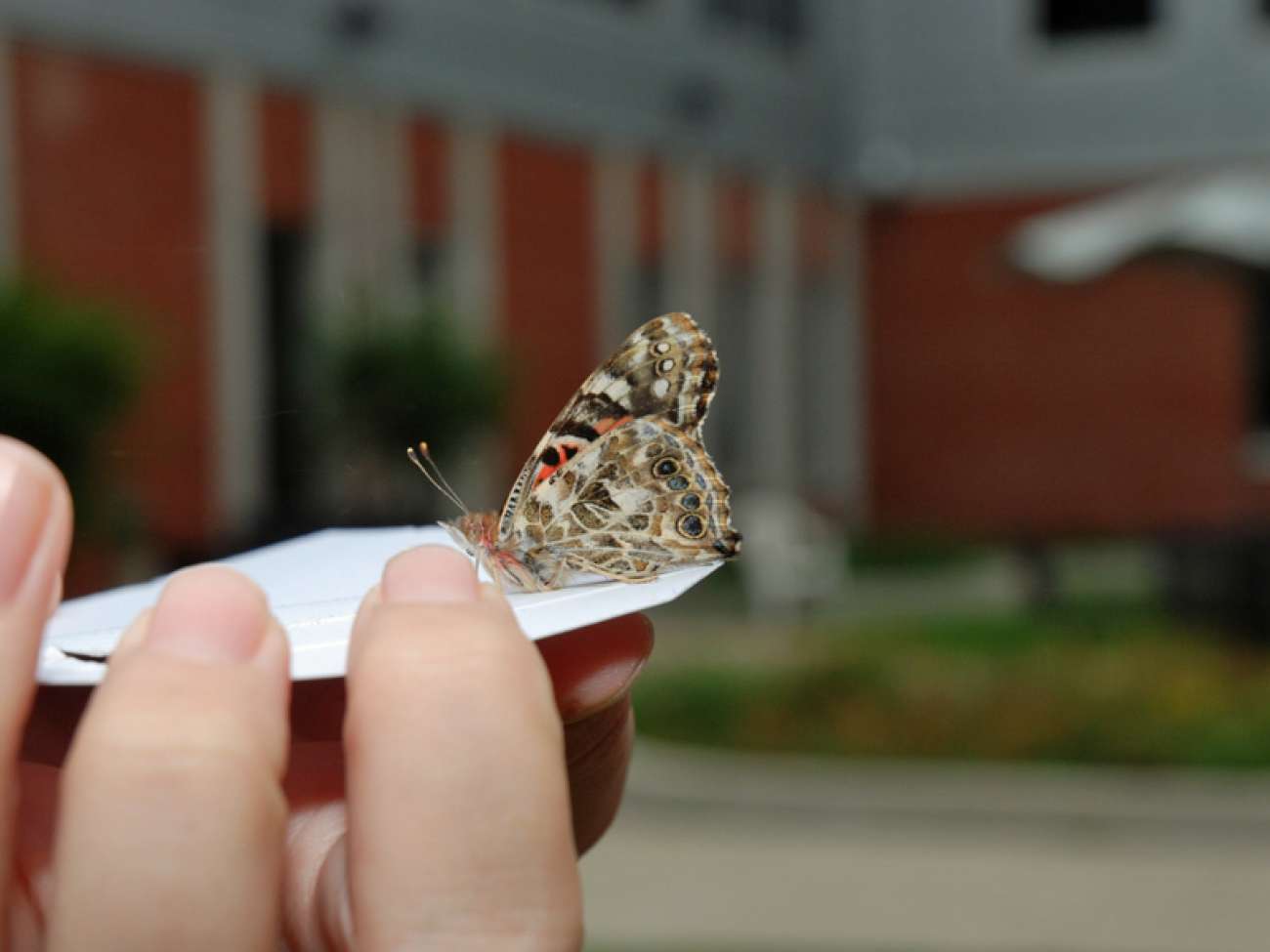 A few butterflies were reluctant to fly.