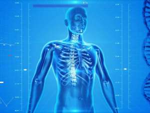 Human Skeleton 163715 1280
